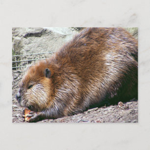 Carte Postale Beaver