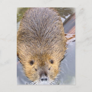 Carte postale Beaver