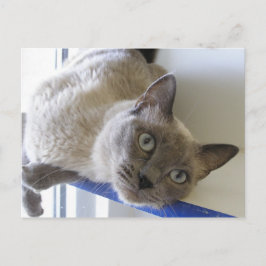 Carte Postale Bébé