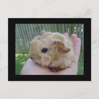 Carte Postale bébé