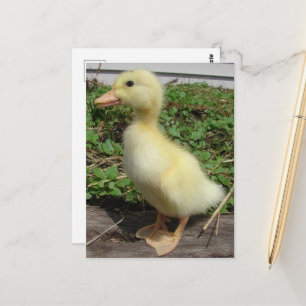 Carte Postale Bébé adorable canard dans le pays Photographie