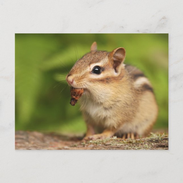 Carte Postale Bébé adorable Chipmunk avec Snack (Devant)