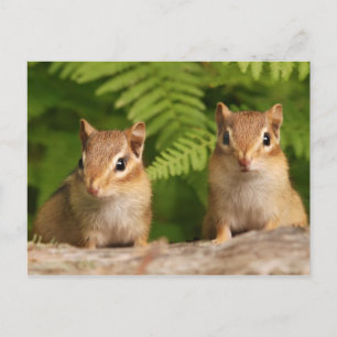 Carte Postale Bébé adorable Chipmunk frères et soeurs