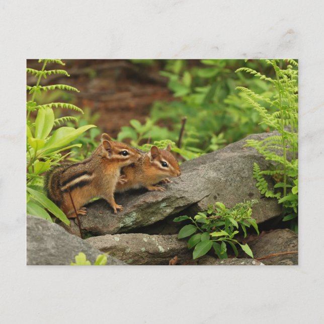 Carte Postale Bébé aimant Chipmunk frères et soeurs (Devant)