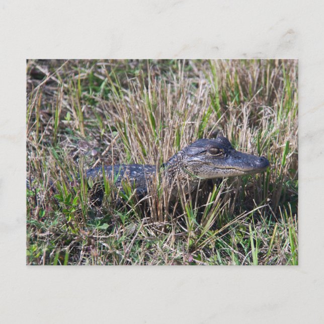 Carte Postale Bébé Alligator mignonne Nature Floride (Devant)