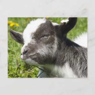 Carte Postale Bébé Bagot Chèvre   race rare