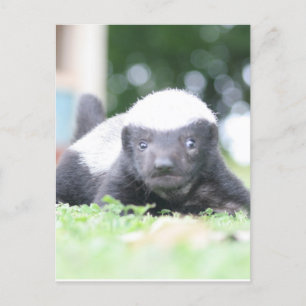 Carte Postale Bébé blaireau au miel
