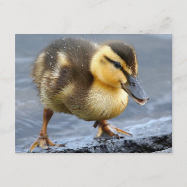 Carte postale Bébé Canard (Devant)