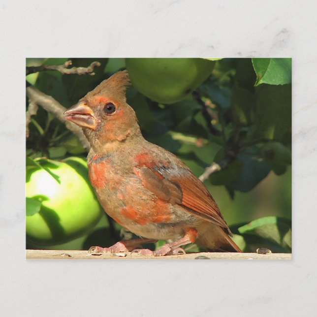 Carte Postale Bébé Cardinal (Devant)