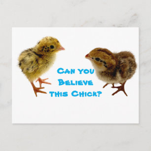 Carte Postale Bébé Chick Quail