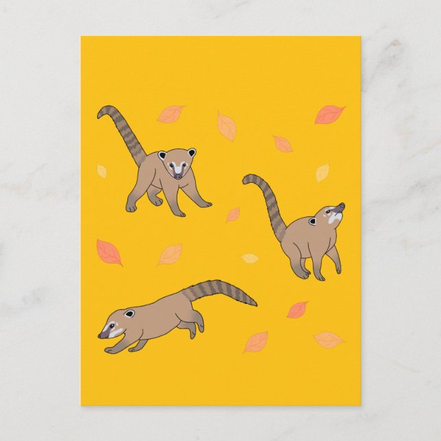 Carte Postale Bébé Coatis (Devant)