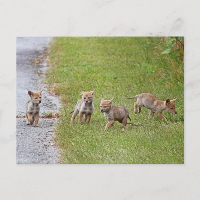 Carte Postale Bébé Coyotes courir et jouer (Devant)