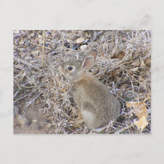 Carte Postale Bébé doux lapin