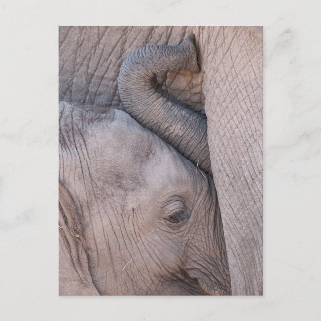 Carte Postale Bébé Eléphant Snuggets (Devant)