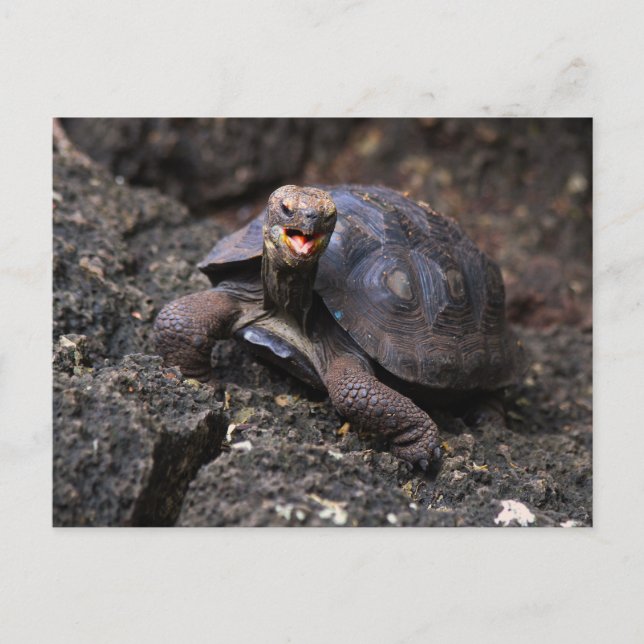 Carte Postale Bébé Galapagos Tortue géante (Devant)