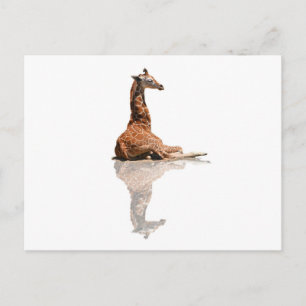 CARTE POSTALE BÉBÉ GIRAFFE