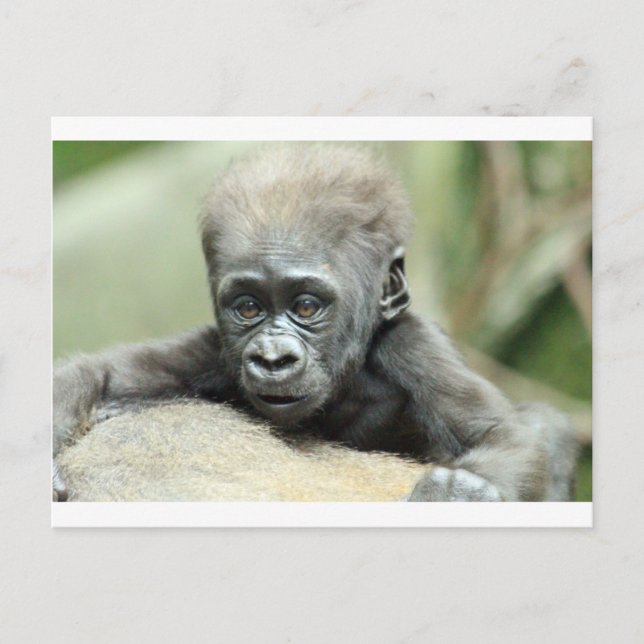 CARTE POSTALE BÉBÉ GORILLA RELAXANT (Devant)