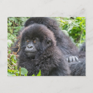 Carte Postale Bébé gorille des montagnes