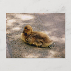 Carte Postale Bébé Gosling Au Printemps