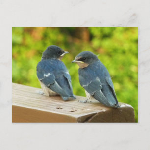 Carte Postale Bébé Grange hirondelle Nature Oiseau Photographie
