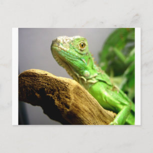 Carte Postale Bébé Iguana