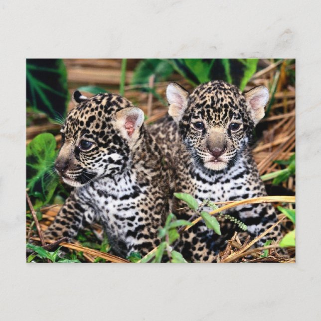 Carte Postale Bébé Jaguar Cubs (Devant)