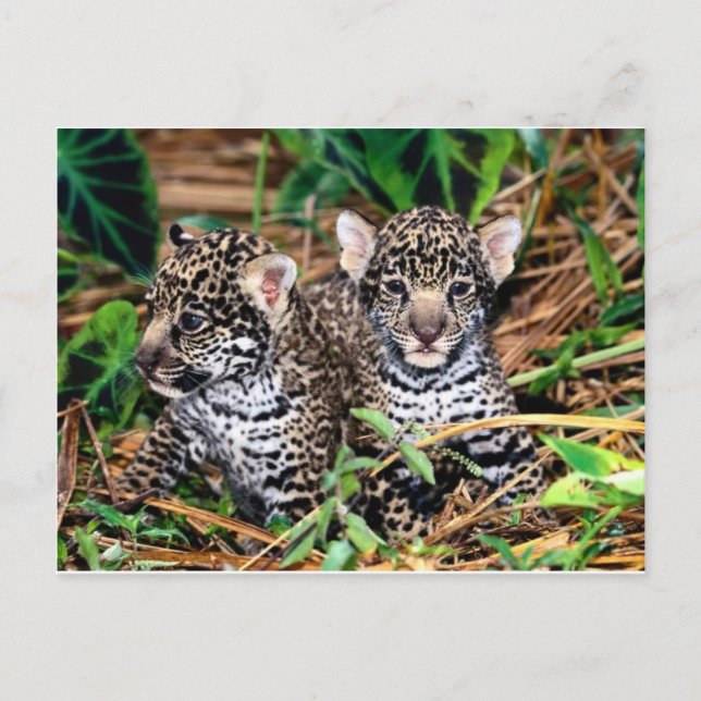 Carte Postale Bébé jaguars (Devant)