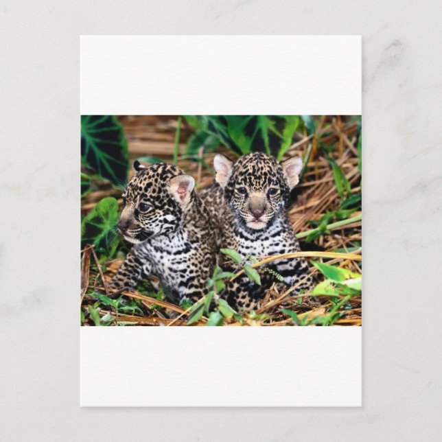 Carte Postale Bébé jaguars (Devant)