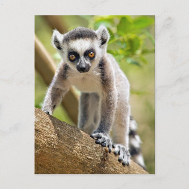 Carte Postale Bébé lémurien à queue annelée (Devant)