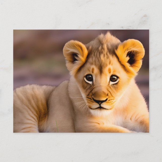 Carte Postale Bébé lion allongé dans l'herbe (Devant)