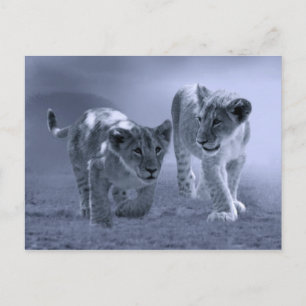 Carte Postale Bébé lionceau en jeu