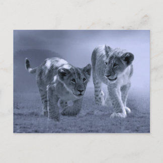 Carte Postale Bébé lionceau en jeu