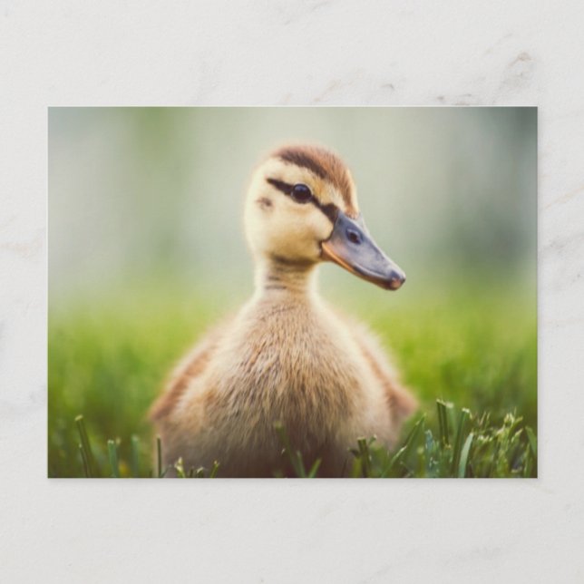 Carte Postale Bébé Mallard Ducking (Devant)