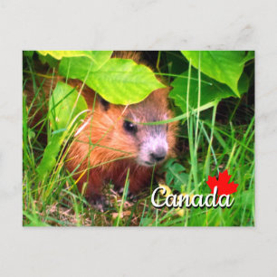 Carte Postale Bébé marmotte mignonne Marmotte Marmot Canada