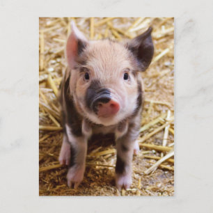 Carte Postale Bébé mignon Animaux de la ferme des porcs Barnyard