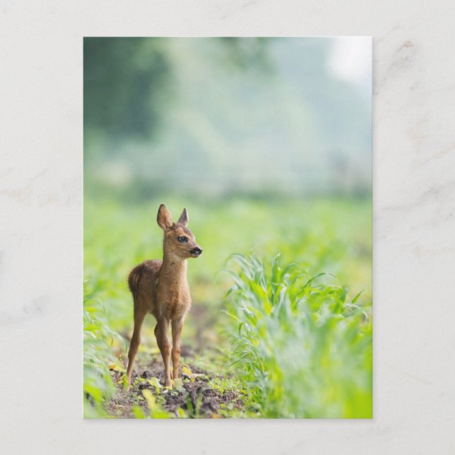 Carte Postale Bébé mignon cerf Fawn dans l'herbe Nature Photogra (Devant)