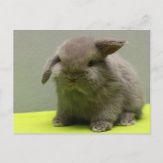Carte Postale Bébé mignon Holland Lop