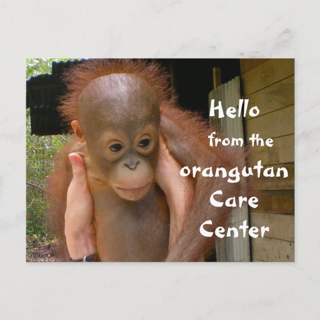 Carte Postale Bébé mignon Orangutan Orphan (Devant)