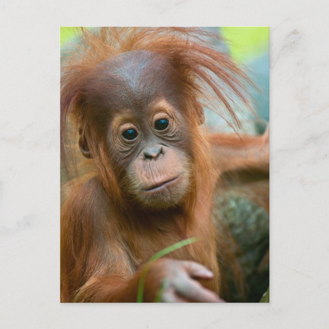 Carte Postale Bébé mignon Orangutan vue droit devant (Devant)