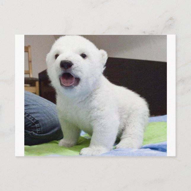 Carte Postale bébé mignon polarbear (Devant)