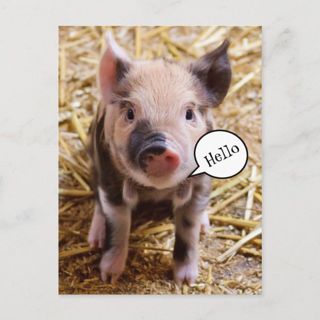 Carte Postale Bébé mignon porc dire Bonjour (Devant)