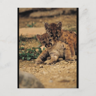 Carte Postale Bébé mignon Tigres