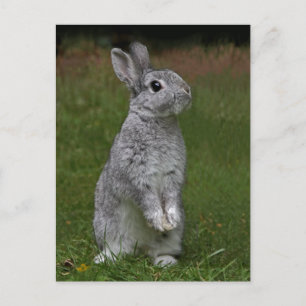 Carte postale Bébé mignonne lapin