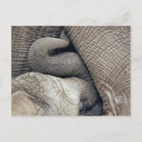 Bébé Nourrissant Mignonne Eléphant Nourri Par Mère