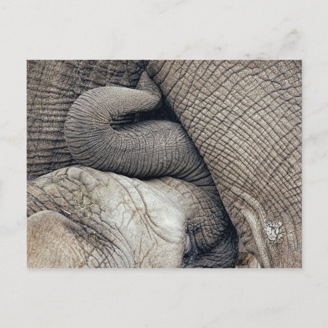 Carte Postale Bébé Nourrissant Mignonne Eléphant Nourri Par Mère (Devant)
