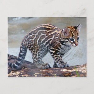 Carte Postale bébé ocelot4x6