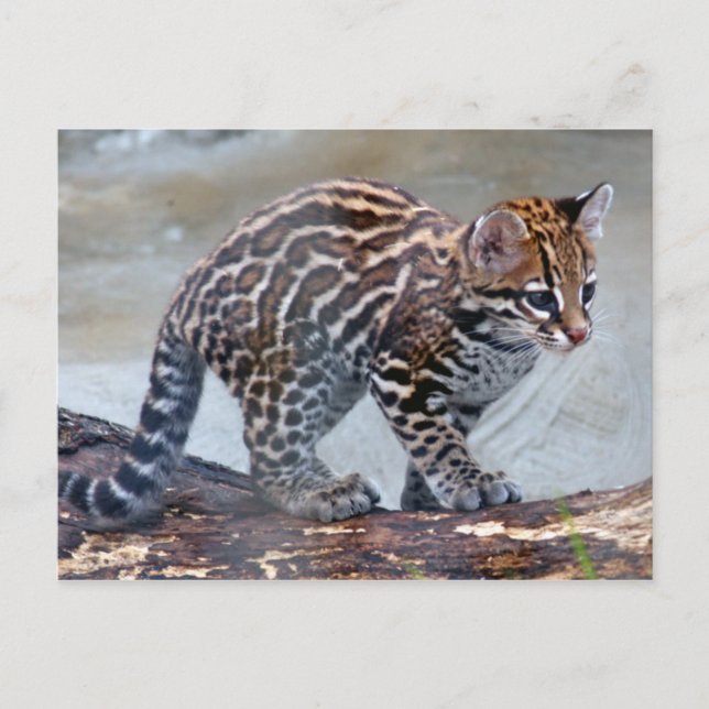 Carte Postale bébé ocelot4x6 (Devant)