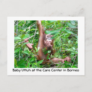 Carte Postale Bébé Orangoutan dans la forêt tropicale indonésien