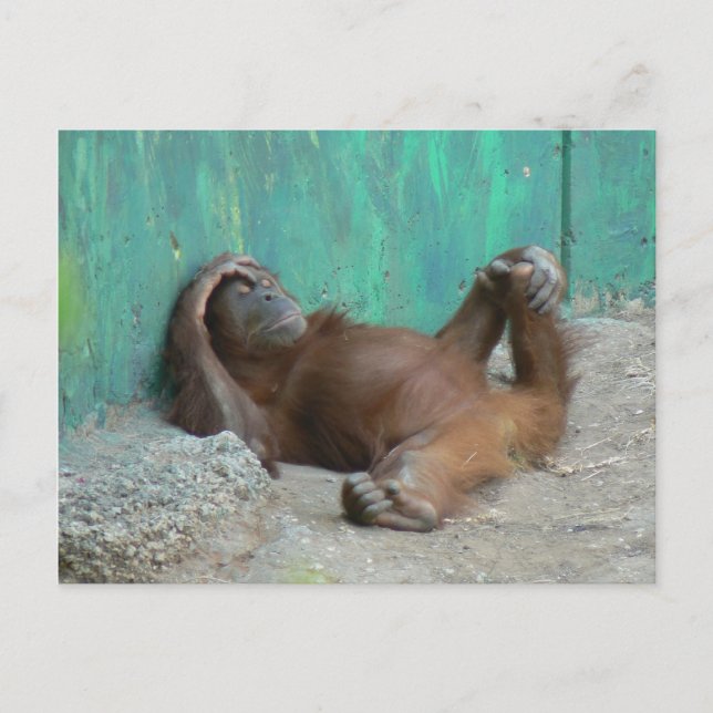Carte Postale Bébé orangoutang reposant (Devant)