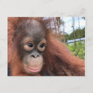 Carte Postale Bébé Orangutan à Bornéo